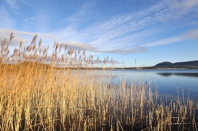 Loch Leven ©Lorne Gill/NatureScot: Reeds growing in the shallow waters of Loch Leven NNR, Tayside and Clackmannanshire Area. ©Lorne Gill/NatureScot