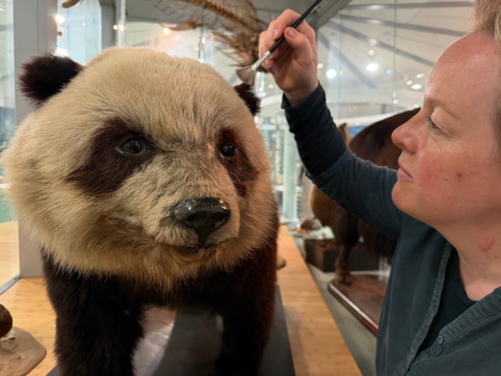 Leeds tiger taxidermy: Curators Clare Brown (pictured) and Sarah Burhouse were on site at Leeds City Museum carrying out meticulous checks for dust and the types of tiny pests which can be harmful to vintage taxidermy, before undertaking a delicate clean of some unique and historically significant exhibits.
Among the animals being checked over was giant panda Grandma. Named after being captured near Weizhou village in central China, she became the first live giant panda ever to arrive in the UK in 1938. She died just two weeks later after contracting double pneumonia.