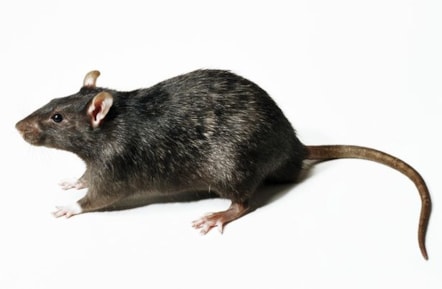 rat.jpg