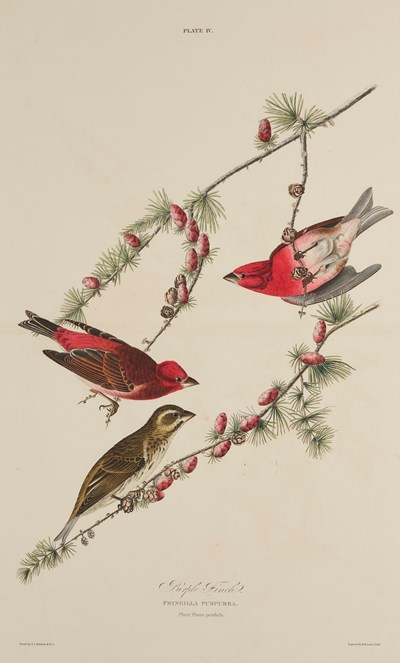 Print depicting Purple Finches from Birds of America, by John James Audubon. Image © National Museums Scotland