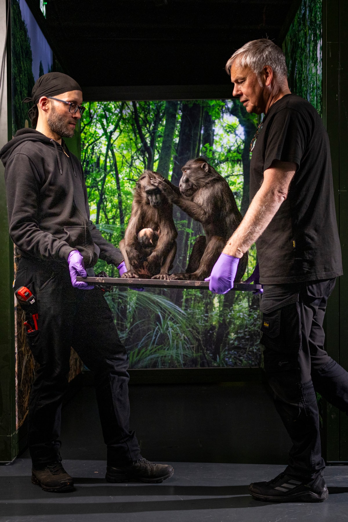 Steve Dobson and Steve Anderson of National Museums Scotland install two Sulawesi crested macaques. Photo © Duncan McGlynn (1)