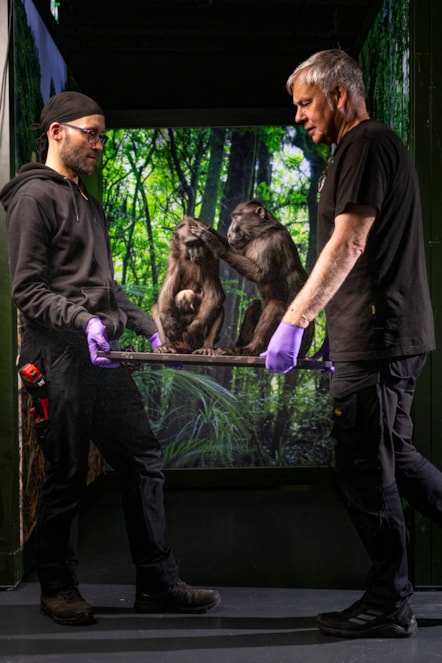 Steve Dobson and Steve Anderson of National Museums Scotland install two Sulawesi crested macaques. Photo © Duncan McGlynn (1)