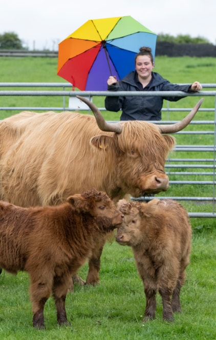 Assistant Stockperson Carly Hood meets highland calves Maisie and Ishbel at the National Museum of Rural Life. Photo © Chris James (3)