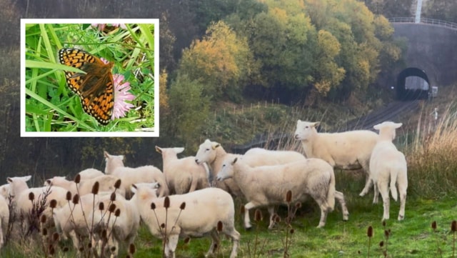 Harbury sheep-6: Harbury sheep-6