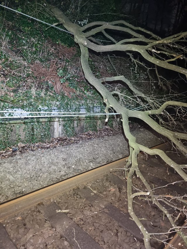 Fallen tree tangled in overhead lines Styal