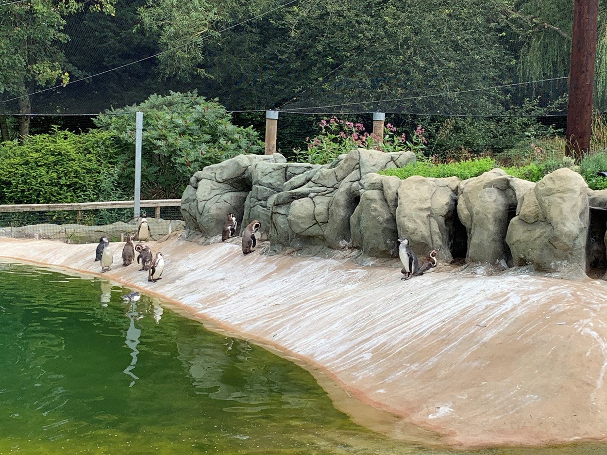 Lotherton penguin chicks: The penguin chicks enjoying the pool at Lotherton this week having grown up enough to join their parents for a swim.