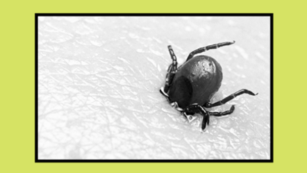 Lyme Disease - Stakeholder Toolkit