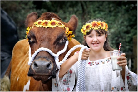 Aimee Young (10) from East Ayrshire and Nora the Ayrshire Cow at the National Museum of Rural Life. Photo (c) Paul Dodds. 