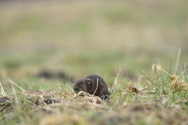 Water vole ©Lorne Gill-NatureScot