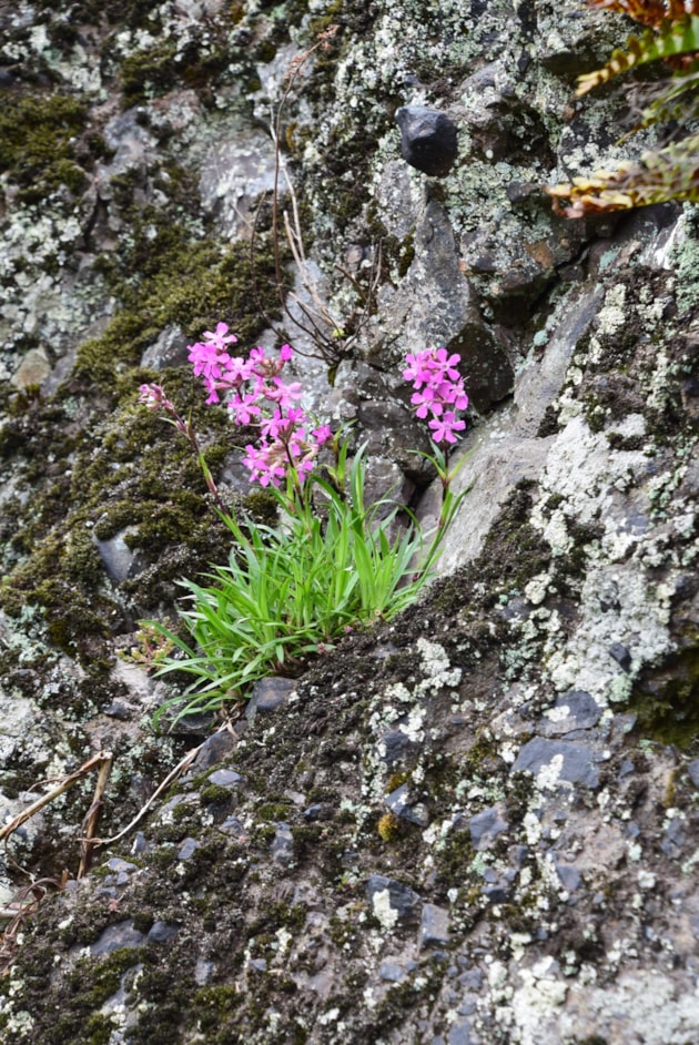 Sticky catchfly on a crag ©Lindsay Mackinlay