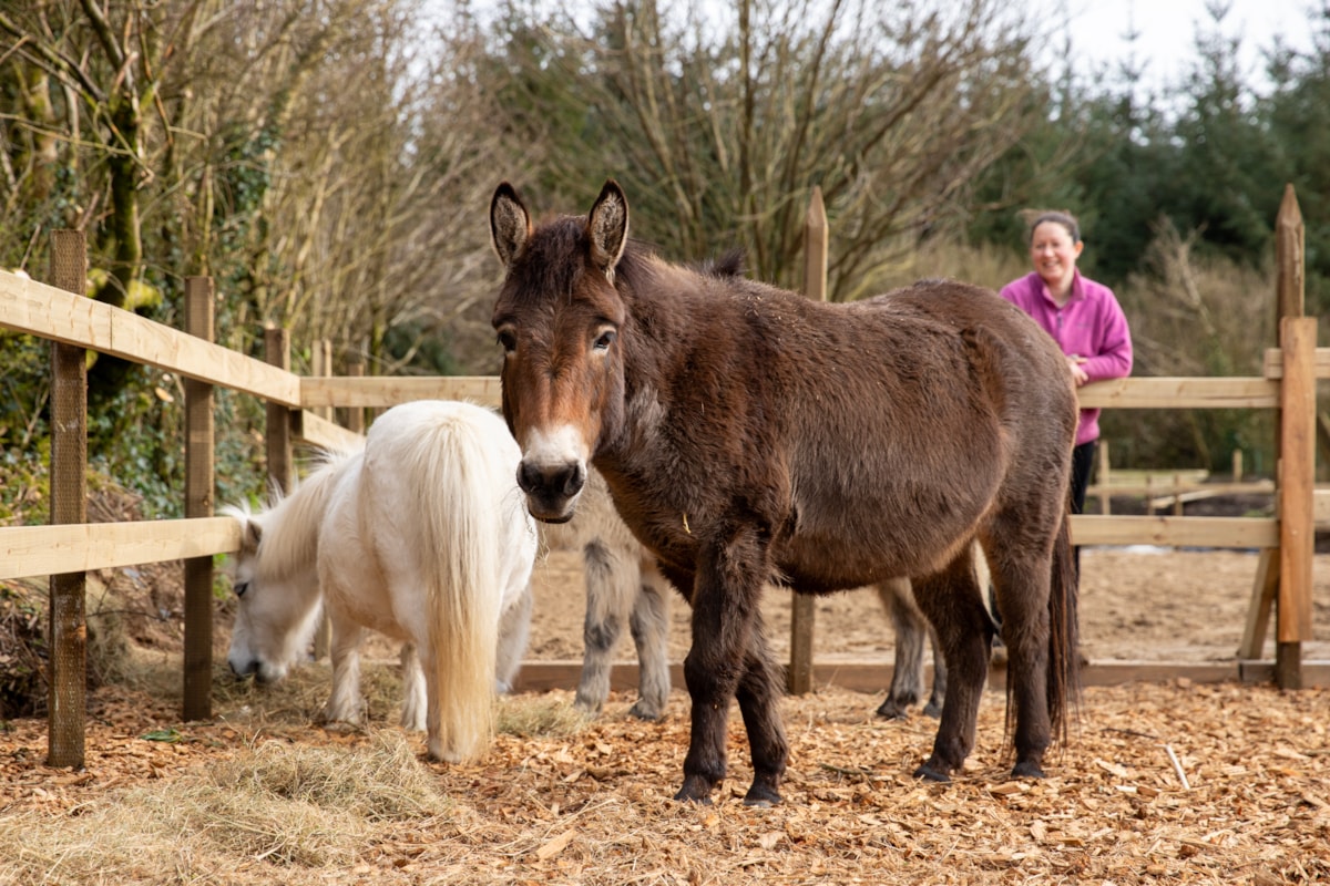 Skanda Vale's donkeys