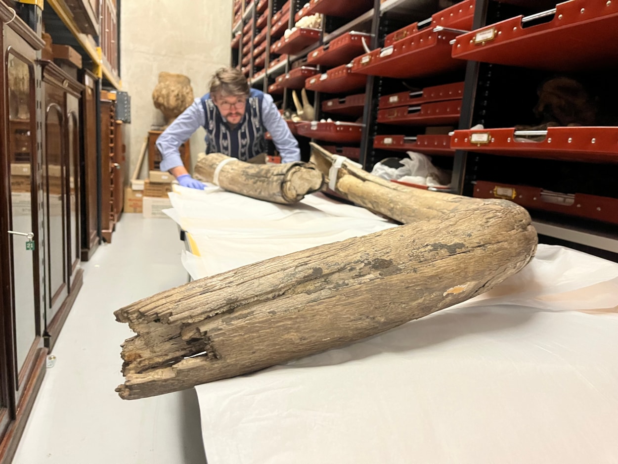 Mammoth tusk: Leeds Museums and Galleries learning and access officer Jed Atkinson examines the huge mammoth tusk at the Leeds Discovery Centre.
The prehistoric appendage was discovered in the former open cast site near Temple Newsam in the late 1960s, more than 38,000 years after the extinct, ice age behemoth it once belonged to died. 
Today, the remarkable find is among countless objects spanning millions of years of history being cared for during an annual deep clean carried out by experts at the Leeds Discovery Centre.