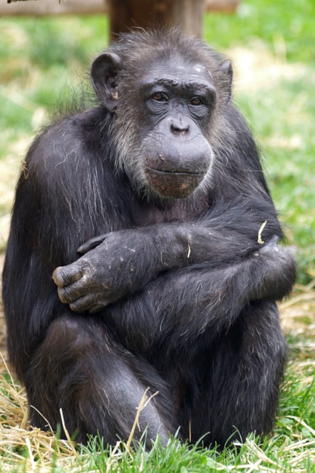 Choppers the chimp. Photo Twycross zoo (2)