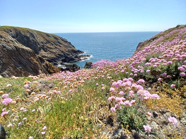 Species on the Edge - Thrift flowering at Burrow Head - credit Jack Barton