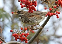 Redwing: A redwing eating berries. Credit Eric Patrick.