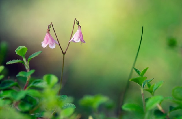 Twinflower. Copyright Lorne Gill/NatureScot: Twinflower (Linnaea borealis) is one of Scotland’s rarest yet most iconic wildflowers.