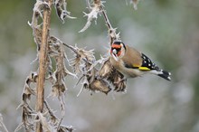 A goldfinch feeding on thistle seedheads in a wintry garden © Fergus Gill