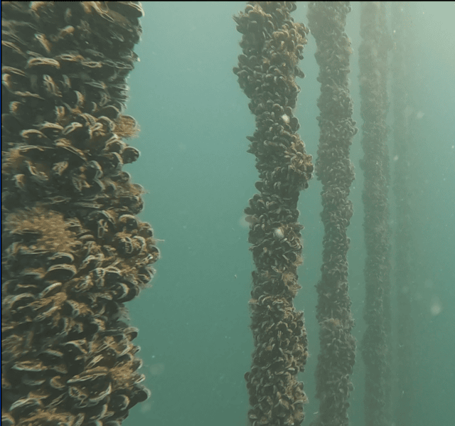 Ropes teeming with mussel shells at the UK's largest offshore mussel farm in Lyme Bay (Credit - University of Plymouth)