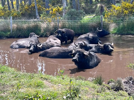Eight water buffalo wallow together in a muddy brown pool which is surrounded by a high steel fence and yellow gorse is growing all around.