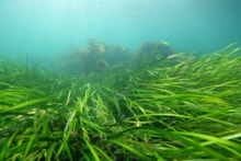 A seagrass bed with small fish in the Sound of Barra ©NatureScot: A seagrass bed with small fish in the Sound of Barra ©NatureScot