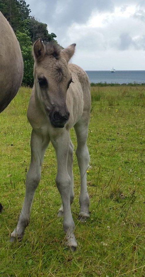 Filly foal