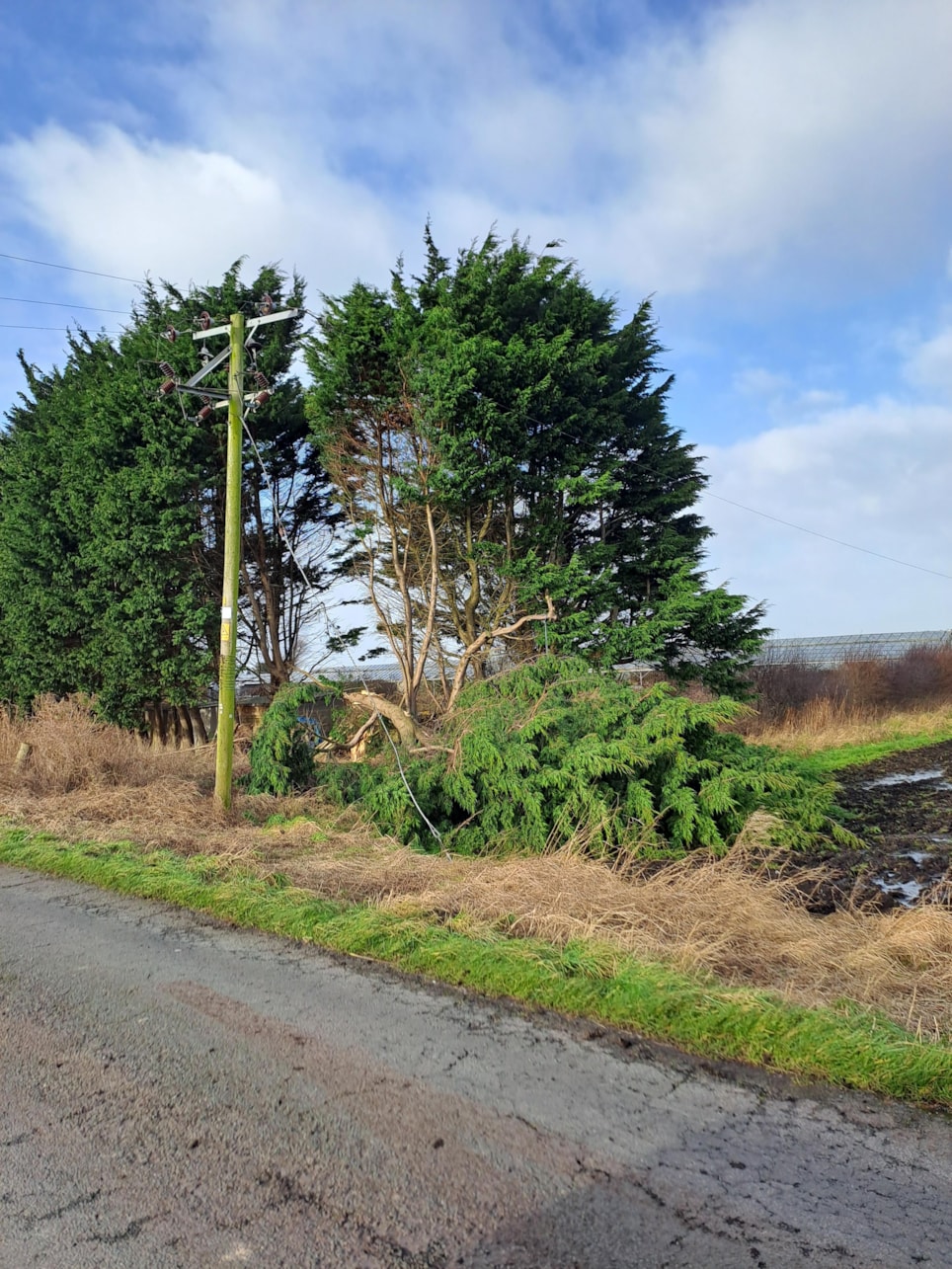 Tree collides with line in Tarleton