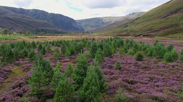 Alladale wilderness reserve- Calendonian pinewood restoration - CURRENT - free use, credit Norman Strachan