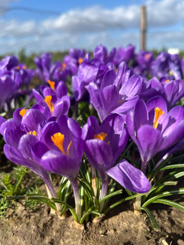 Crocus Blue Ocean - Please Credit Taylors Bulbs