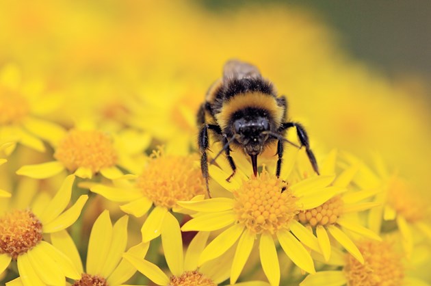 Developers urged to help pollinators: Bumble Bee feeding on ragwort flower heads ©Lorne Gill/SNH