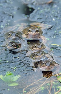 Frogs and frog spawn © Lorne Gill SNH