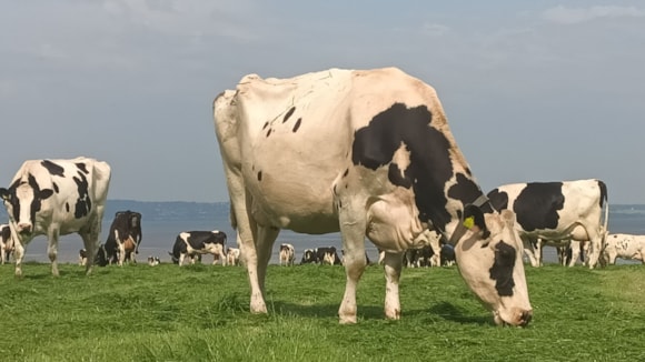 Study shows how apparent pre-mowing benefits don’t apply to all grazing systems: Ffrwd Holstein Friesian herd grazing in a pre-mown paddock at Moor Farm-2