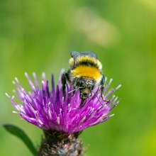 Species on the Edge - Great yellow bumblebee - Credit Pieter Haringsma-2