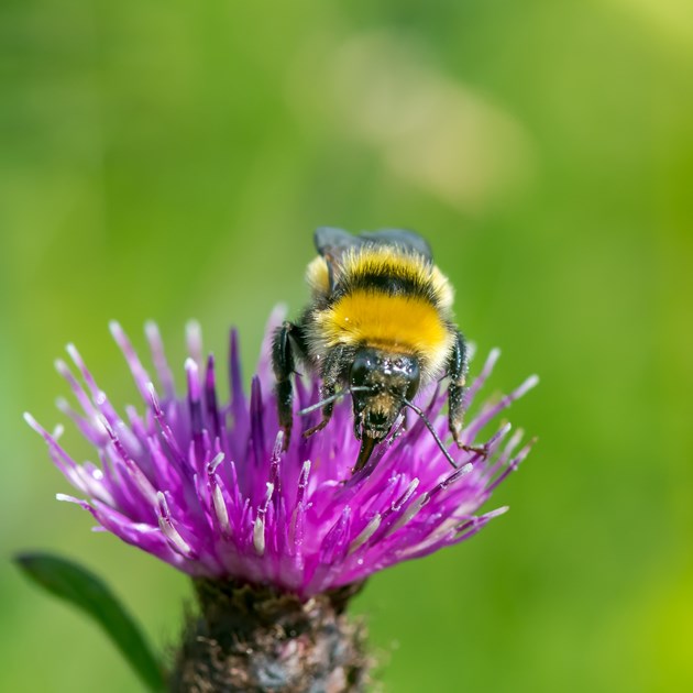 Multi-species conservation programme arrives in the Inner Hebrides and Argyll: Species on the Edge - Great yellow bumblebee - Credit Pieter Haringsma-2