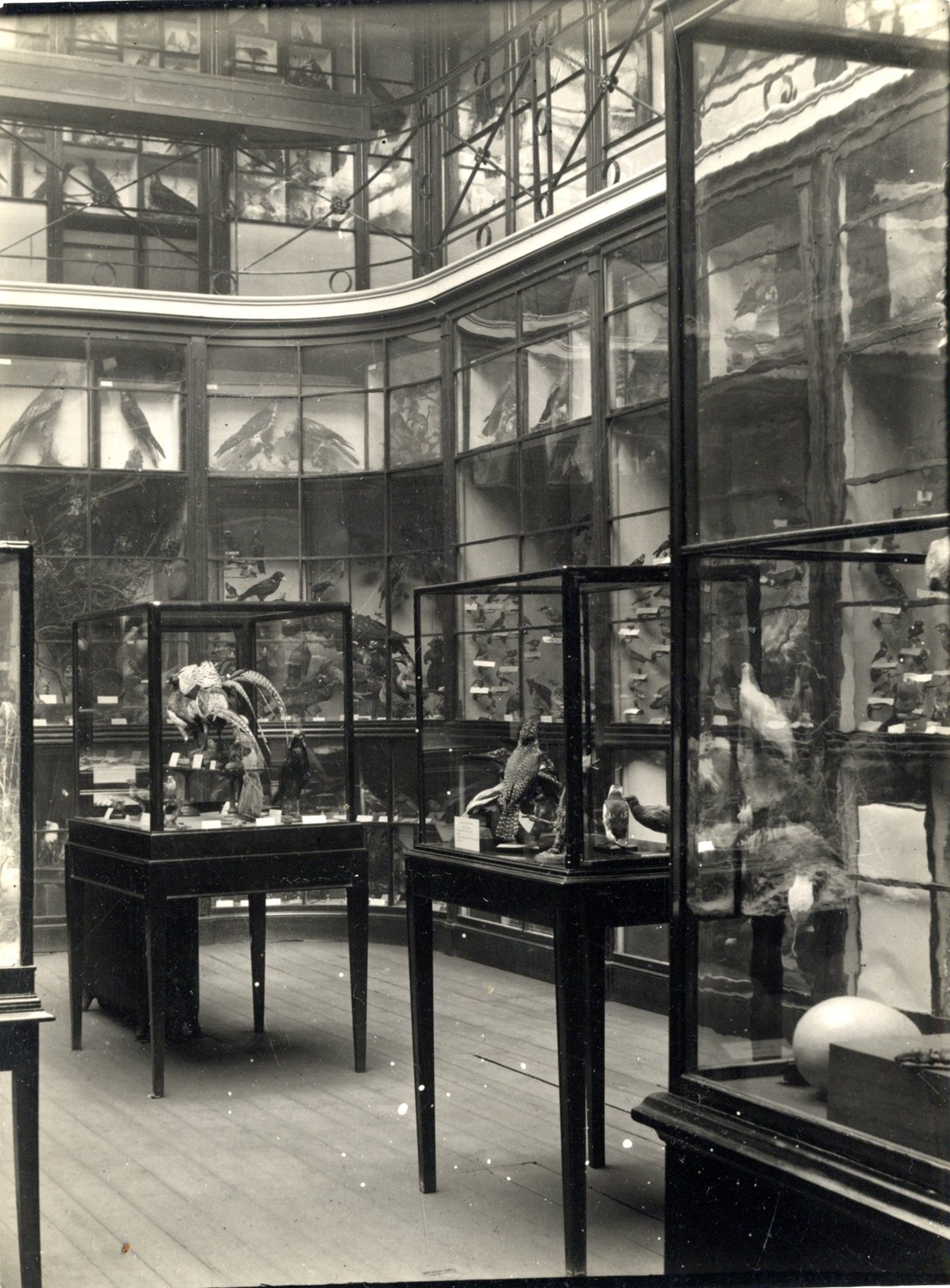 Museum Windows project: Inside Leeds City Museum when it was on Park Row in Leeds. Credit LMG Institutional Archive, Leeds Museum & Galleries