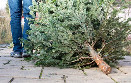 Christmas Tree Stock Image