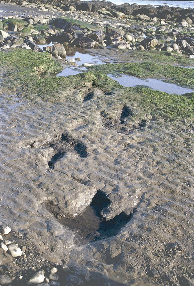 An corran dinosaur  tracks-  copyright The Hunterian Museum