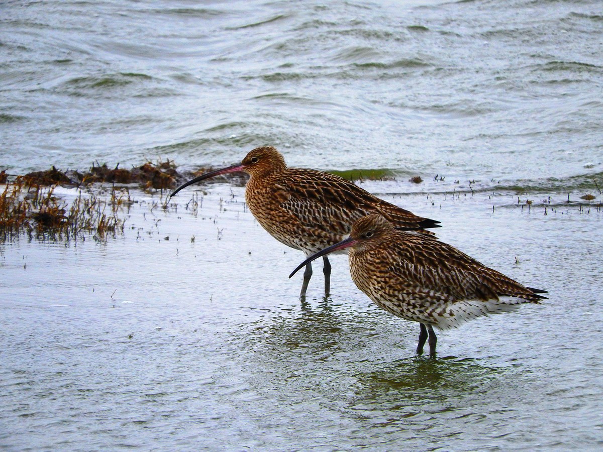 Curlew