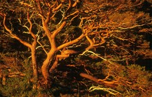 Scots Pine boughs at dusk Beinn Eighe NNR Wester Ross ©Niall Benvie SNH