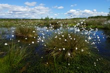 Healthy peatland at Flanders Moss NNR ©Lorne Gill/NatureScot