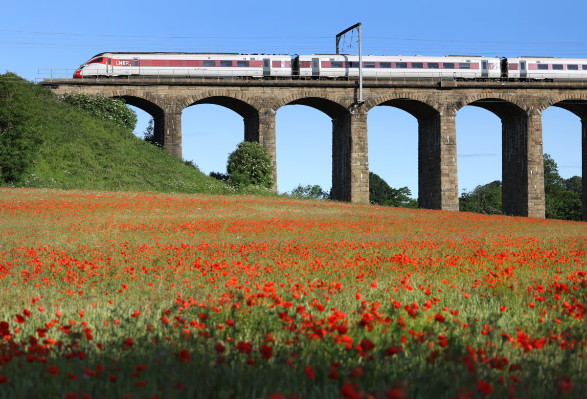 An LNER Azuma passes over poppy fields on the East Coast Main Line