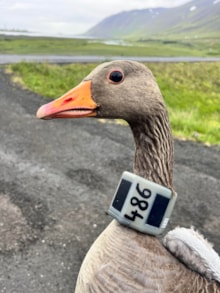 Goose with a GPS collar ©Icelandic Institute of Natural History: Goose with a GPS collar ©Icelandic Institute of Natural History