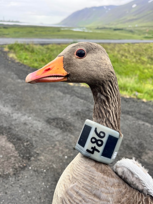 Goose with a GPS collar ©Icelandic Institute of Natural History