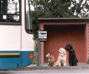 Fare deal for dogs in Wales: Fare deal for dogs in Wales