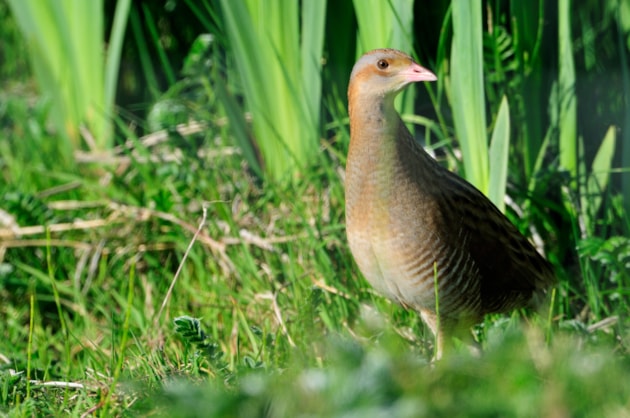 The rare and elusive Corncrake (c) Lorne Gill/NatureScot