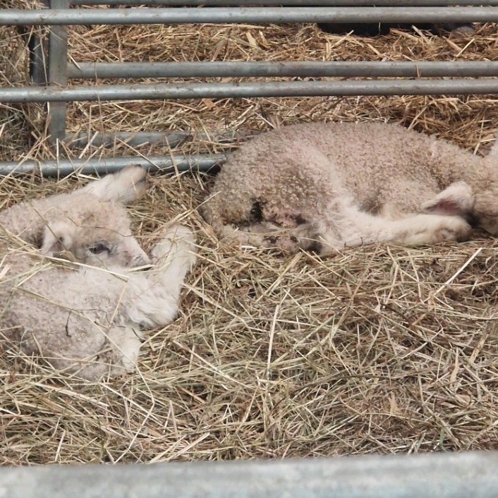 Lambs1: Lambs1