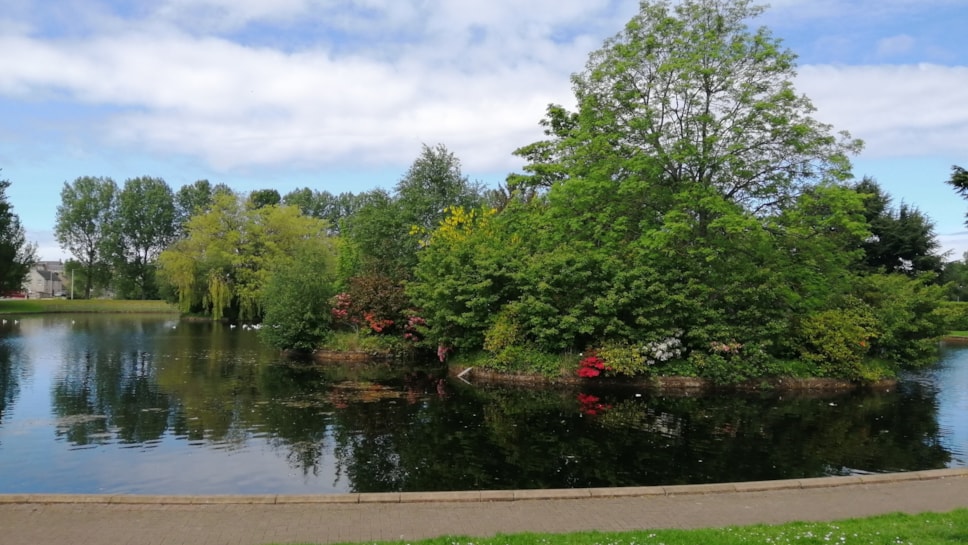 A lake with trees and shrubs in the middle and a group of seagulls on the water in the far distance.