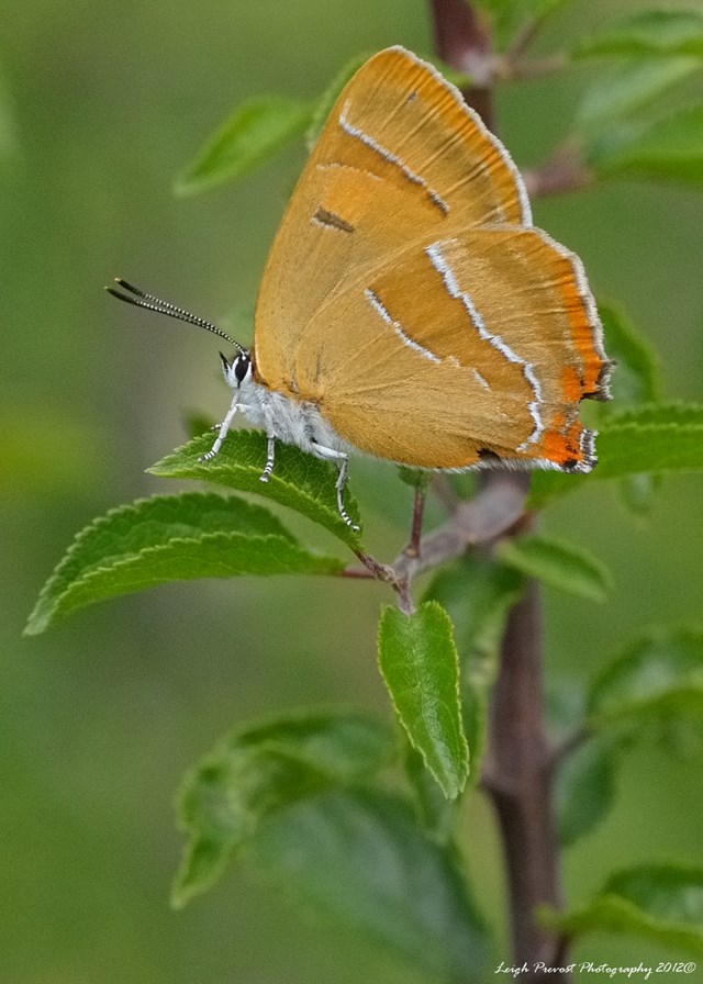 A brown hairstreak butterfly