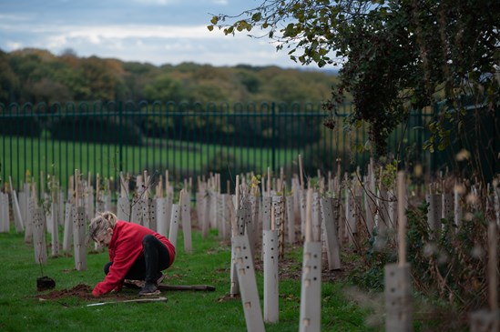 A Corley Academy student planting one of the 300 trees donated by HS2