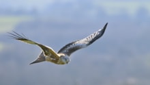 Red kite - landscape - free use but credit Lorne Gill-NatureScot: Red kite - landscape - free use but credit Lorne Gill-NatureScot