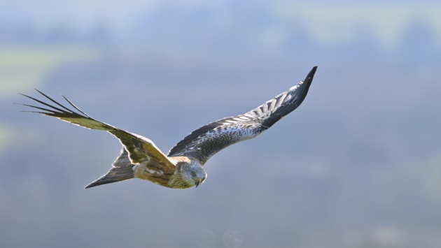 General licence restricted on Cairngorms estate: Red kite - landscape - free use but credit Lorne Gill-NatureScot